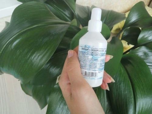 Перекись водорода для комнатных цветов. Подкормка и полив комнатных цветов перекисью водорода, как разводить, пропорции