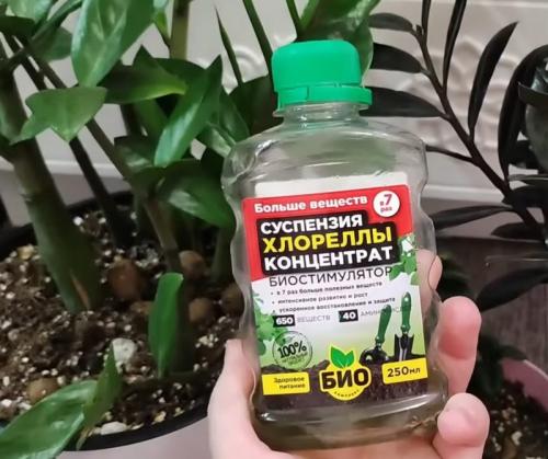 Аммиак для замиокулькаса. Замиокулькас на зависть подругам. Как подкормить растение, чтобы оно нарастило много новых листочков