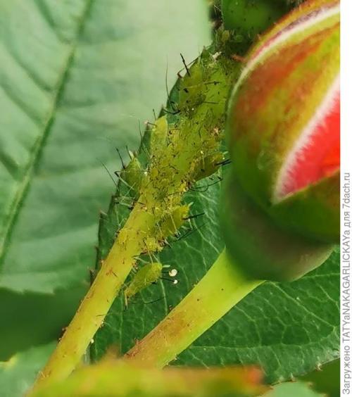 Нашатырный спирт для цветов форум. Долой вредителей, или Нашатырный спирт тлю победит