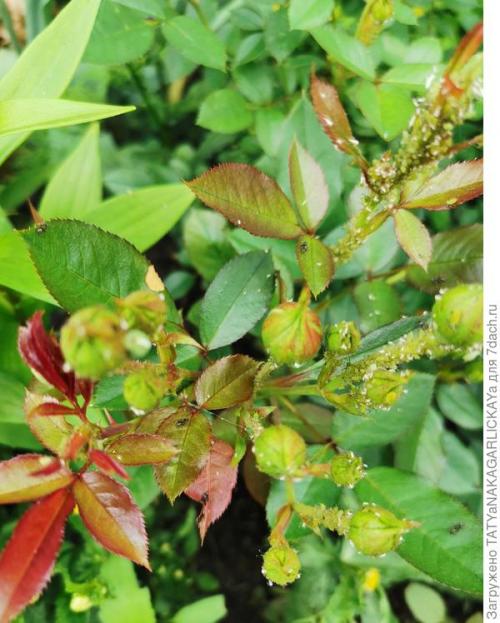 Нашатырный спирт для цветов форум. Долой вредителей, или Нашатырный спирт тлю победит