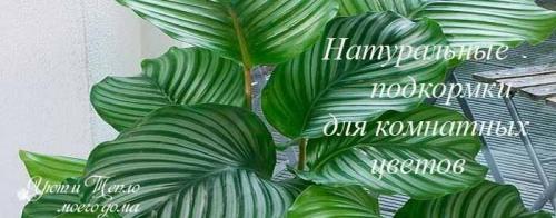 Подкормка комнатных растений народными средствами. Подкормка комнатных цветов домашними средствами