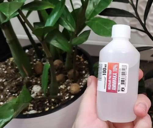 Аммиак для замиокулькаса. Замиокулькас на зависть подругам. Как подкормить растение, чтобы оно нарастило много новых листочков