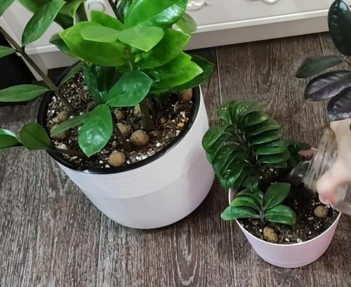 Аммиак для замиокулькаса. Замиокулькас на зависть подругам. Как подкормить растение, чтобы оно нарастило много новых листочков