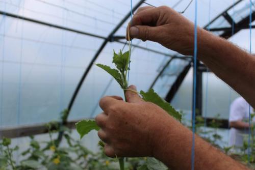 Какие болезни и вредители могут повредить огурцы и снизить урожайность. Общие рекомендации