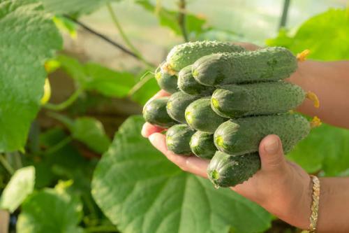 Какие сорта огурцов можно выращивать в теплице. Сорта и гибриды огурцов для теплицы. Какие самые лучшие?