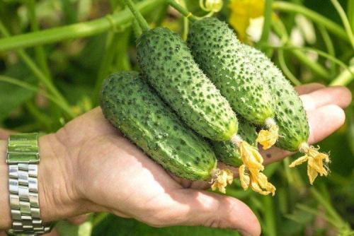 Какие сорта огурцов рекомендуется выращивать в теплице. Лучшие сорта огурцов для теплиц: фото, названия и описания (каталог)