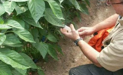 Нашатырный спирт для яблонь. Как правильно разводить для подкормки растений