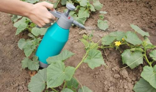 Нашатырный спирт для яблонь. Как правильно разводить для подкормки растений