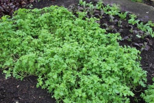 Какие сидераты сеять осенью в теплице. Сидераты осенью для томатов, перца, баклажанов