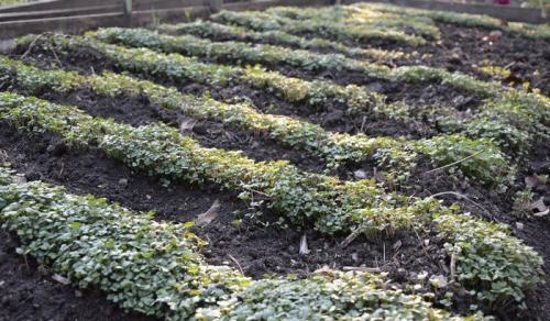 Какие сидераты сеять осенью в теплице. Сидераты осенью для томатов, перца, баклажанов
