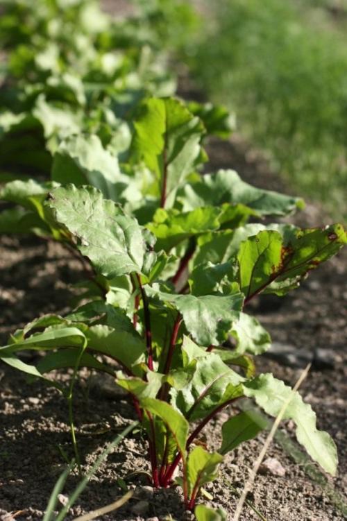 Какую температуру выдерживает свекла. Требования свёклы к условиям выращивания