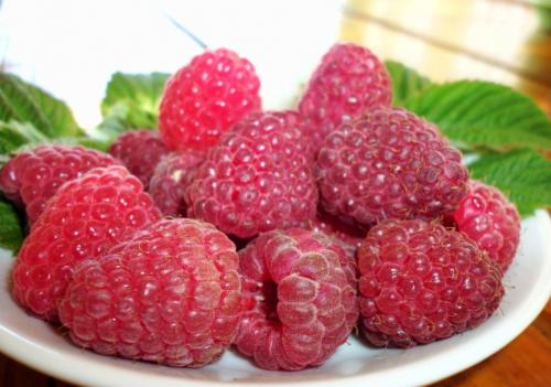 Какие заморозки выдерживает малина. Топ 8 морозостойких сортов малины