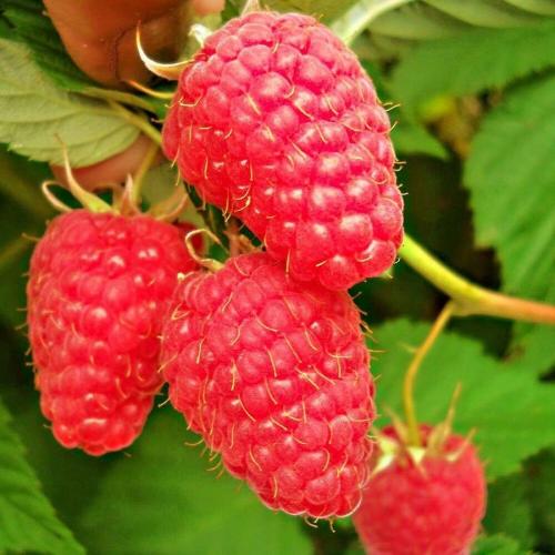 Какие заморозки выдерживает малина. Топ 8 морозостойких сортов малины