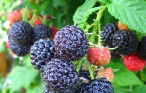 Какие заморозки выдерживает малина. Топ 8 морозостойких сортов малины
