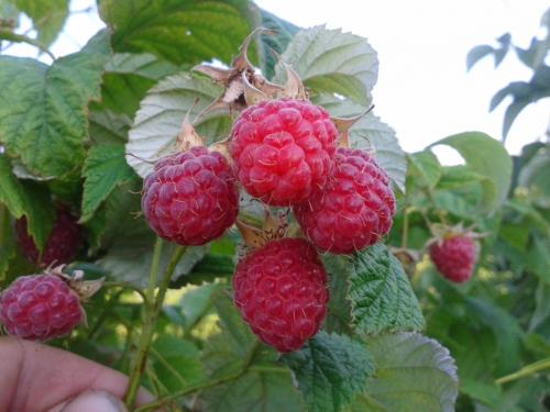 Какие заморозки выдерживает малина. Топ 8 морозостойких сортов малины