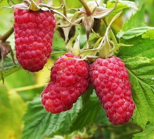 Какие заморозки выдерживает малина. Топ 8 морозостойких сортов малины