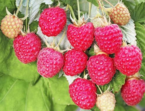 Какие заморозки выдерживает малина. Топ 8 морозостойких сортов малины