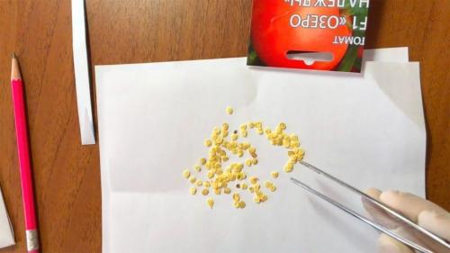 В чем замочить семена томатов перед посевом. Как замочить семена томатов перед посадкой?