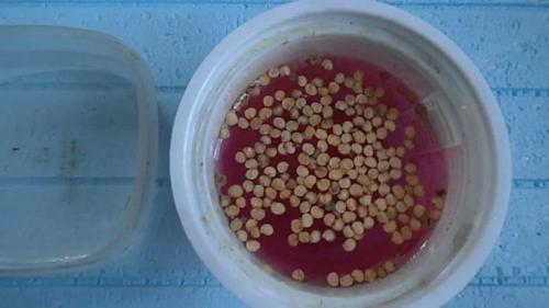 В чем замочить семена томатов перед посевом. Как замочить семена томатов перед посадкой?