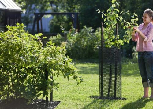 Как защитить деревья от зайцев. Ограждение и обмотка