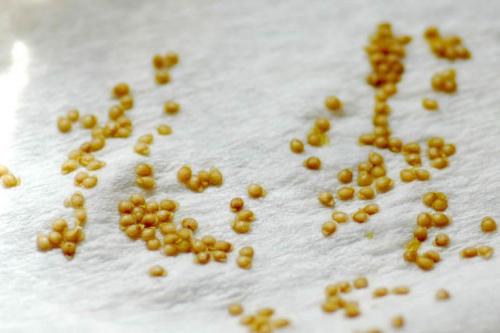 В чем замочить семена томатов перед посевом. Как замочить семена томатов перед посадкой?