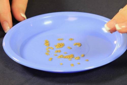 В чем замочить семена, чтобы быстрее проросли. Для усиления всхожести