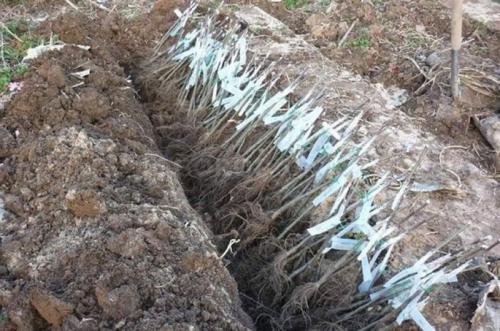 Как защитить саженцы зимой. Как обеспечить хранение саженцев зимой