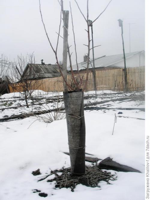 Защита саженцев от зайцев. Как защитить сад зимой от мышей и зайцев