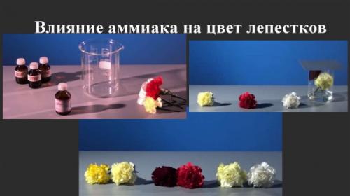 Аммиак для цветов польза. Свойства нашатырного спирта