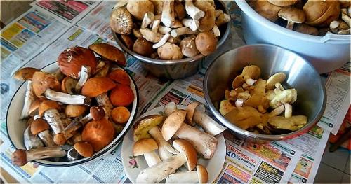 Как заморозить грибы синеножки. Как правильно заморозить грибы на зиму в домашних условиях? Заморозка грибов сырыми или вареными