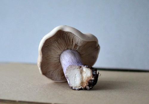 Сколько варить грибы синеножки по времени?
