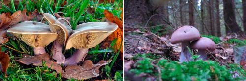 Как солить синеножки. Синеножки: важная информация