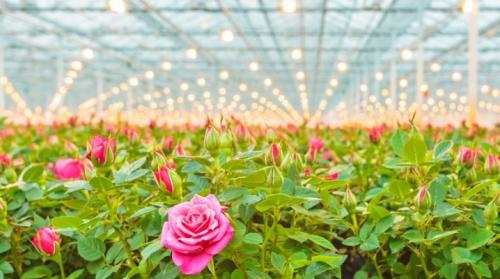 Нашатырный спирт для цветов. Применение нашатырного спирта для роз