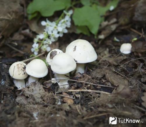 Сколько варить рядовку фиолетовую. Сколько времени варить рядовки до готовности. Сколько варить рядовку фиолетовую? 07