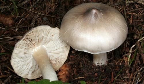 Рядовка серая, как готовить. Рядовка серая (серушка) – фото, описание, как готовить