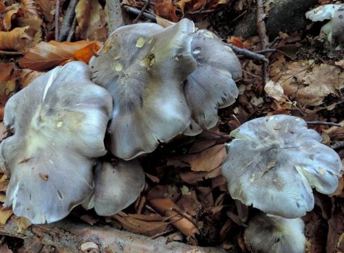 Рядовка серая, как готовить. Рядовка серая (серушка) – фото, описание, как готовить