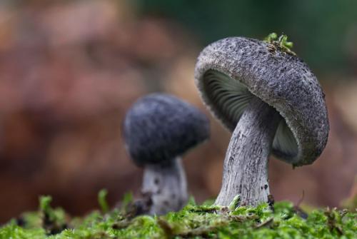 Рядовка серая, как готовить. Рядовка серая (серушка) – фото, описание, как готовить