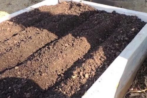 Почему морковь ребристая. Причины формирования моркови уродливой формы