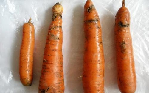 Дефекты моркови. Морковная муха: фото и средства борьбы с вредителем на грядках