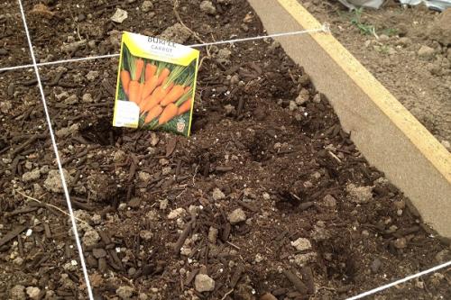 Почему морковь ребристая. Причины формирования моркови уродливой формы