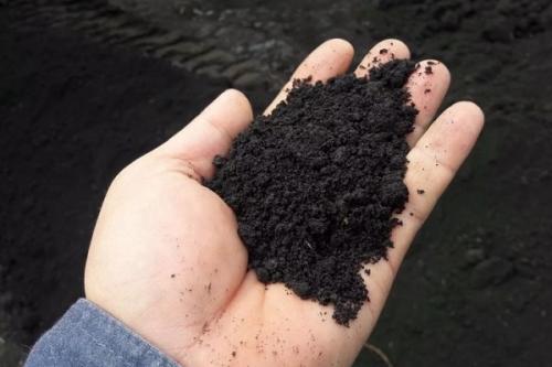 Почему морковь ребристая. Причины формирования моркови уродливой формы