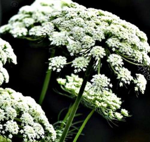 Морковь лохматится. Морковные почему. Стрелкование и мохнатость