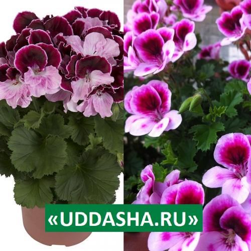 Нашатырный спирт для герани. Для обильного и продолжительного цветения…