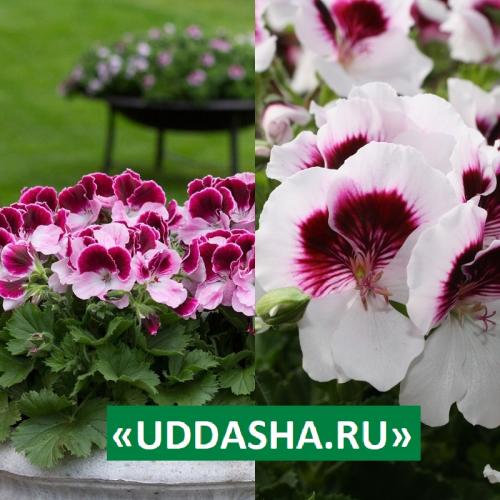 Нашатырный спирт для герани. Для обильного и продолжительного цветения…