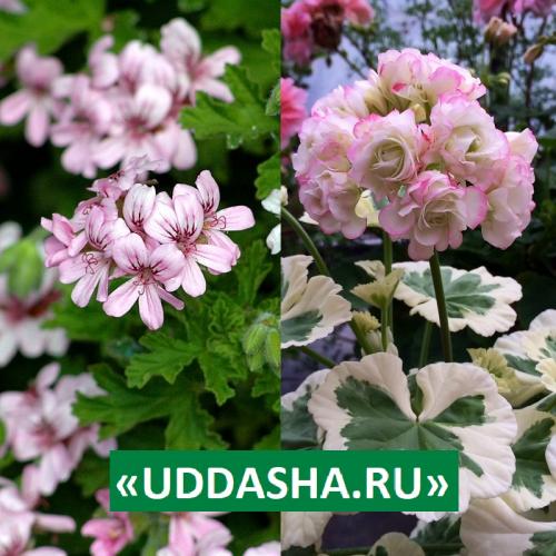 Нашатырный спирт для герани. Для обильного и продолжительного цветения…