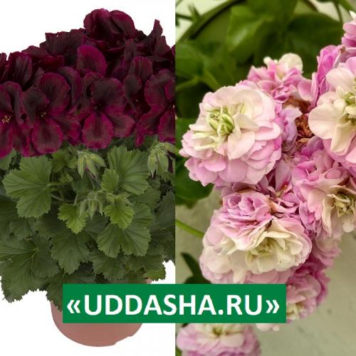 Нашатырный спирт для герани. Для обильного и продолжительного цветения…