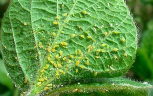 Аммиак для комнатных растений, как разводить. Приготовление раствора и расчет дозировки для цветов