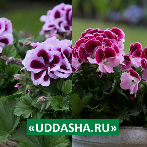 Нашатырный спирт для герани. Для обильного и продолжительного цветения…