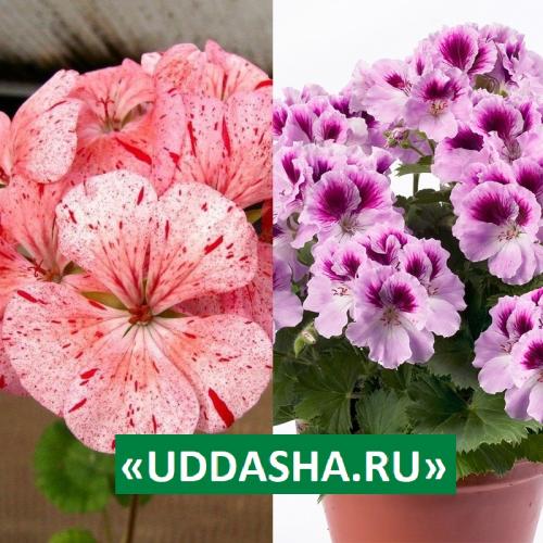 Нашатырный спирт для герани. Для обильного и продолжительного цветения…