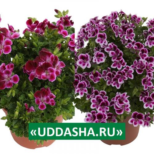 Нашатырный спирт для герани. Для обильного и продолжительного цветения…